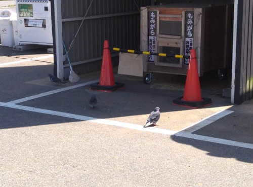 ジョイフル本田に行ったらコイン精米の前に鳩が群れていた