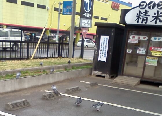 ジョイフル本田に行ったらコイン精米の前に鳩が群れていた